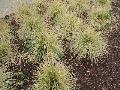 Northern Lights Hair Grass / Deschampsia cespitosa  